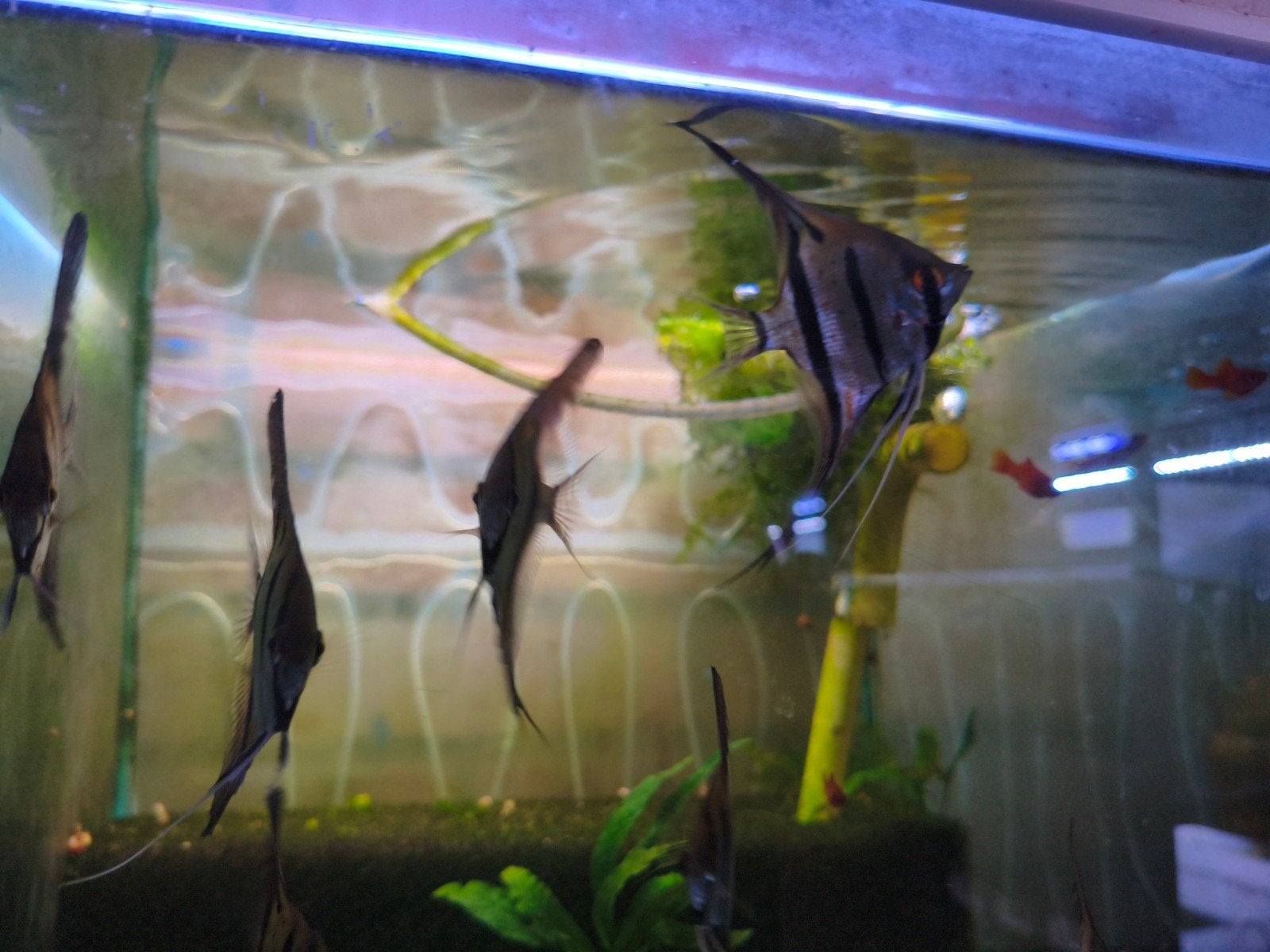 Maanvissen rio nanay, Dieren en Toebehoren, Vissen | Aquariumvissen, Vis, Zoetwatervis, Schoolvis