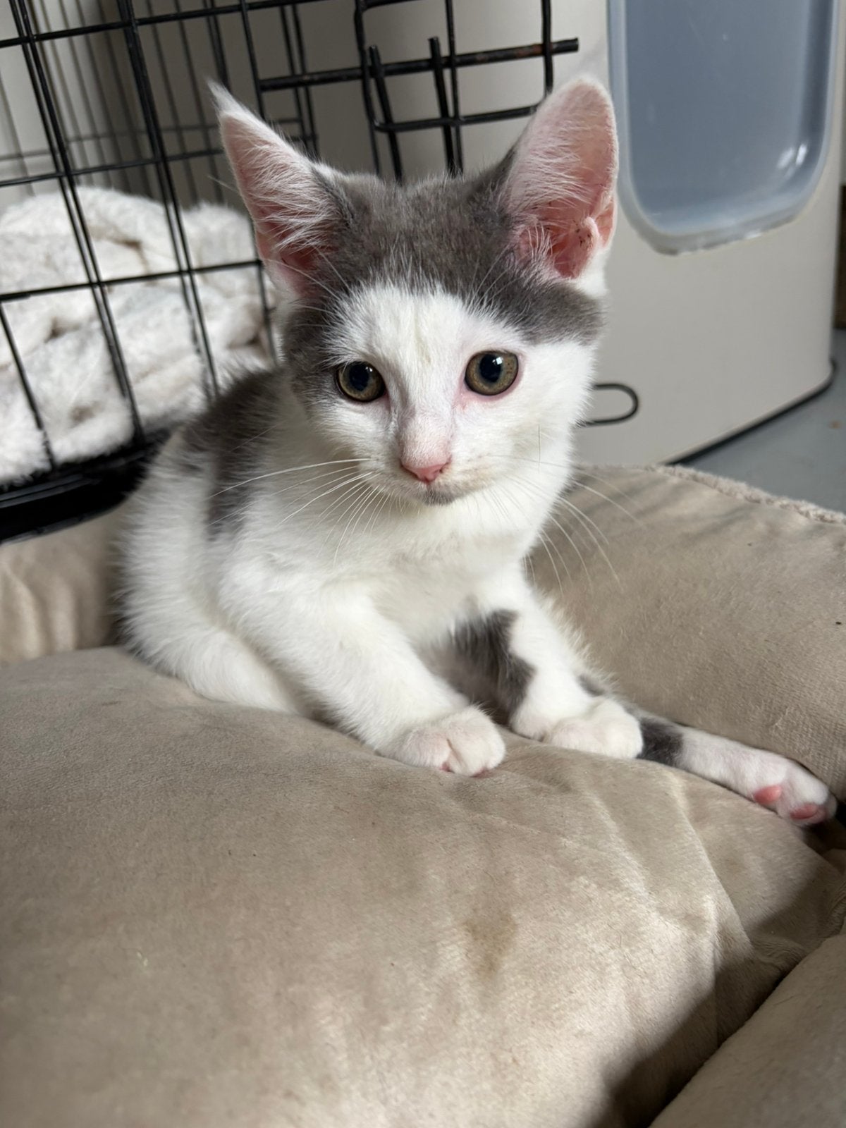 Kittens