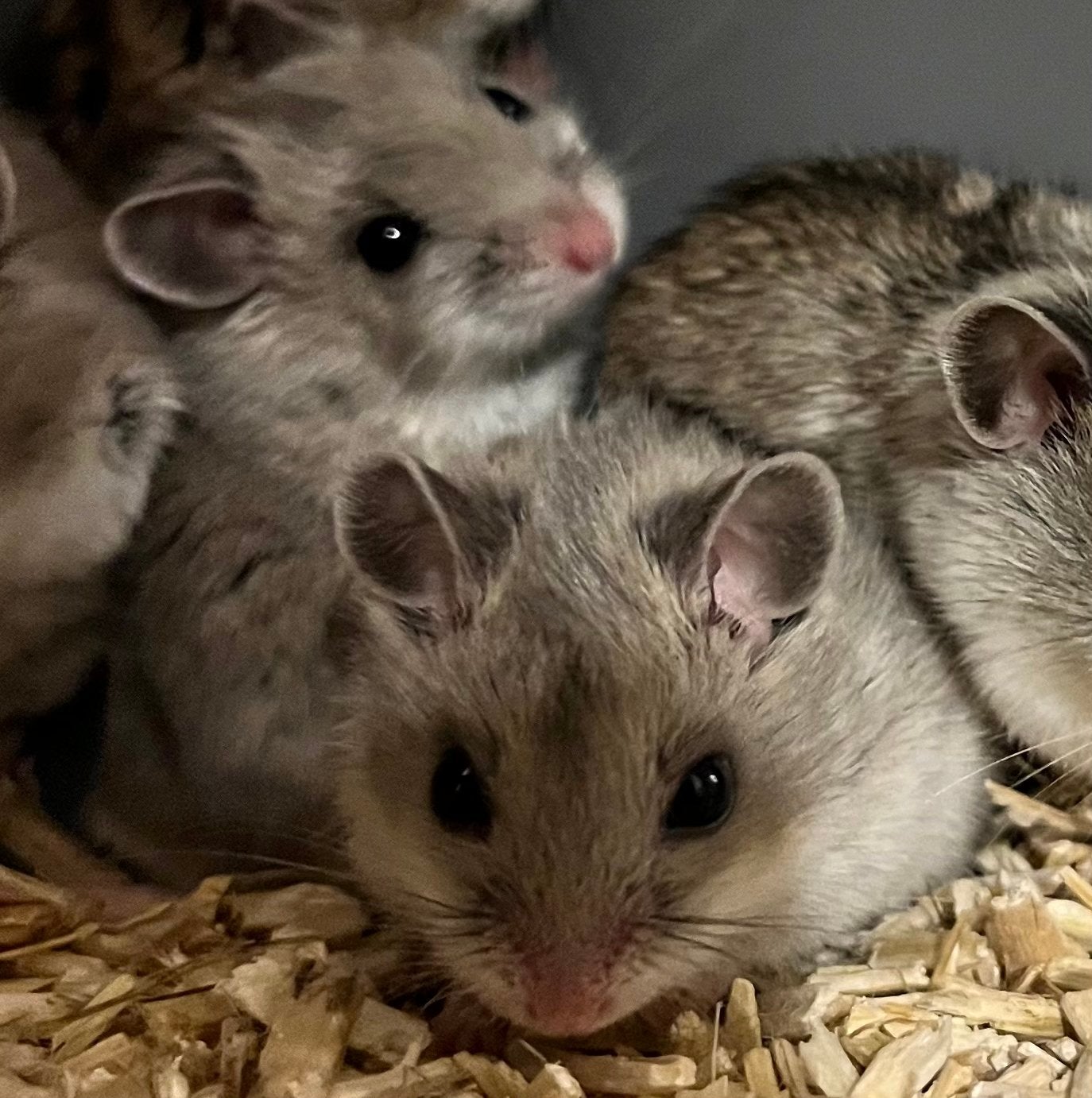 Baby dwerghamster (tam), Dieren en Toebehoren, Knaagdieren, Hamster, April, Vrouwelijk, Tam