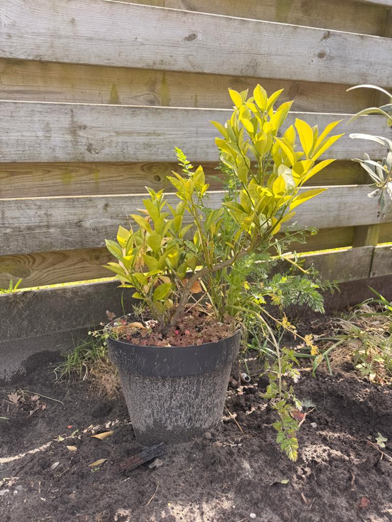 Citruusboom, Ophalen, Volle zon, Overige soorten