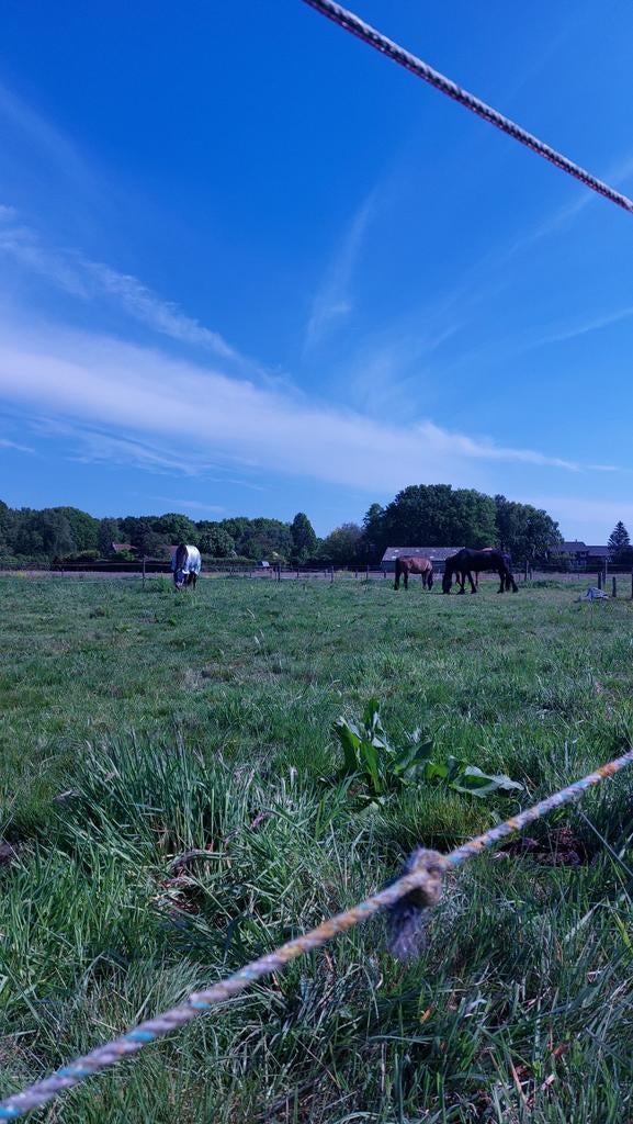 Weideseizoen start ️, Dieren en Toebehoren, Stalling en Weidegang