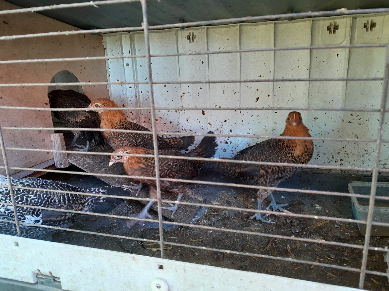 Friese scharrelkippen, Vrouwelijk, Kip