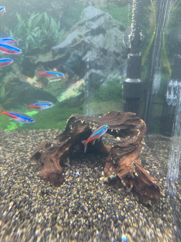 Aquarium hout, Dieren en Toebehoren, Ophalen of Verzenden, Zo goed als nieuw, Plant(en), Steen of Hout