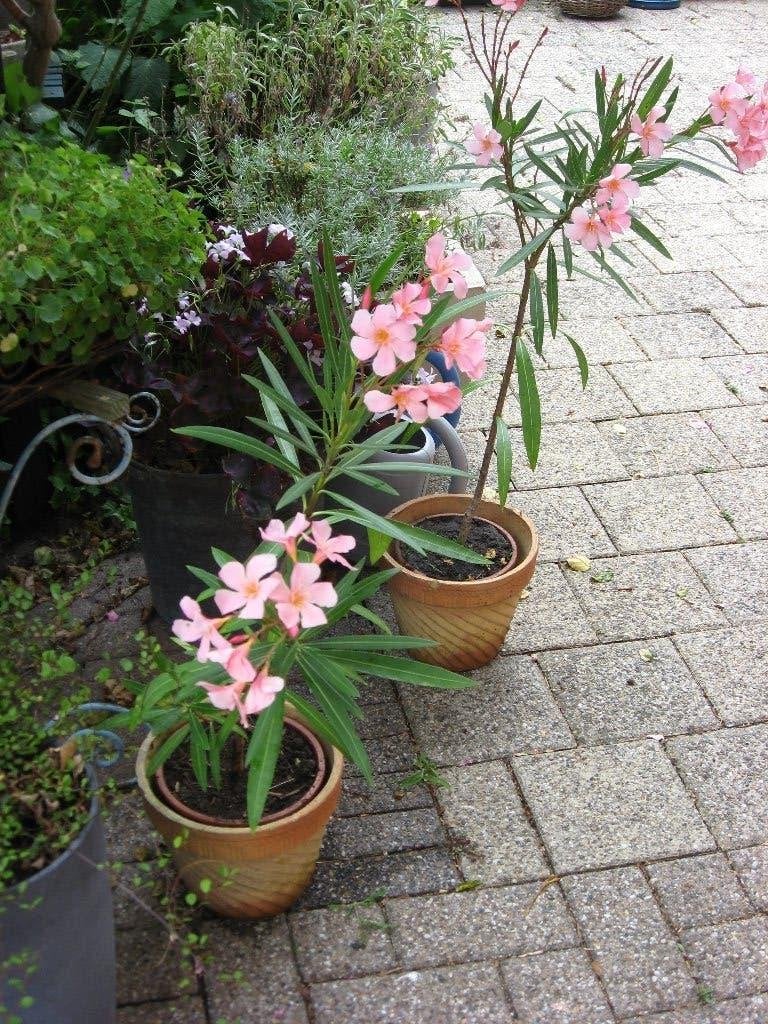 Oleander zalmrose 65 cm hoog 2x vrij zeldzame kleur, Tuin en Terras, Planten | Tuinplanten, Vaste plant, Halfschaduw, Zomer, Ophalen
