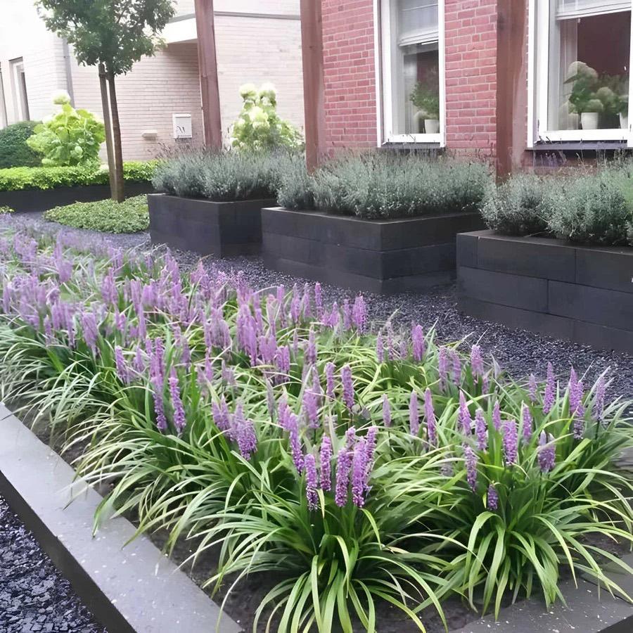 Liriope muscari ''Moneymaker'', Vaste plant, Halfschaduw, Zomer, Ophalen