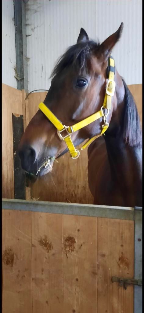 Shires topaz halster geel maat Full, Ophalen of Verzenden
