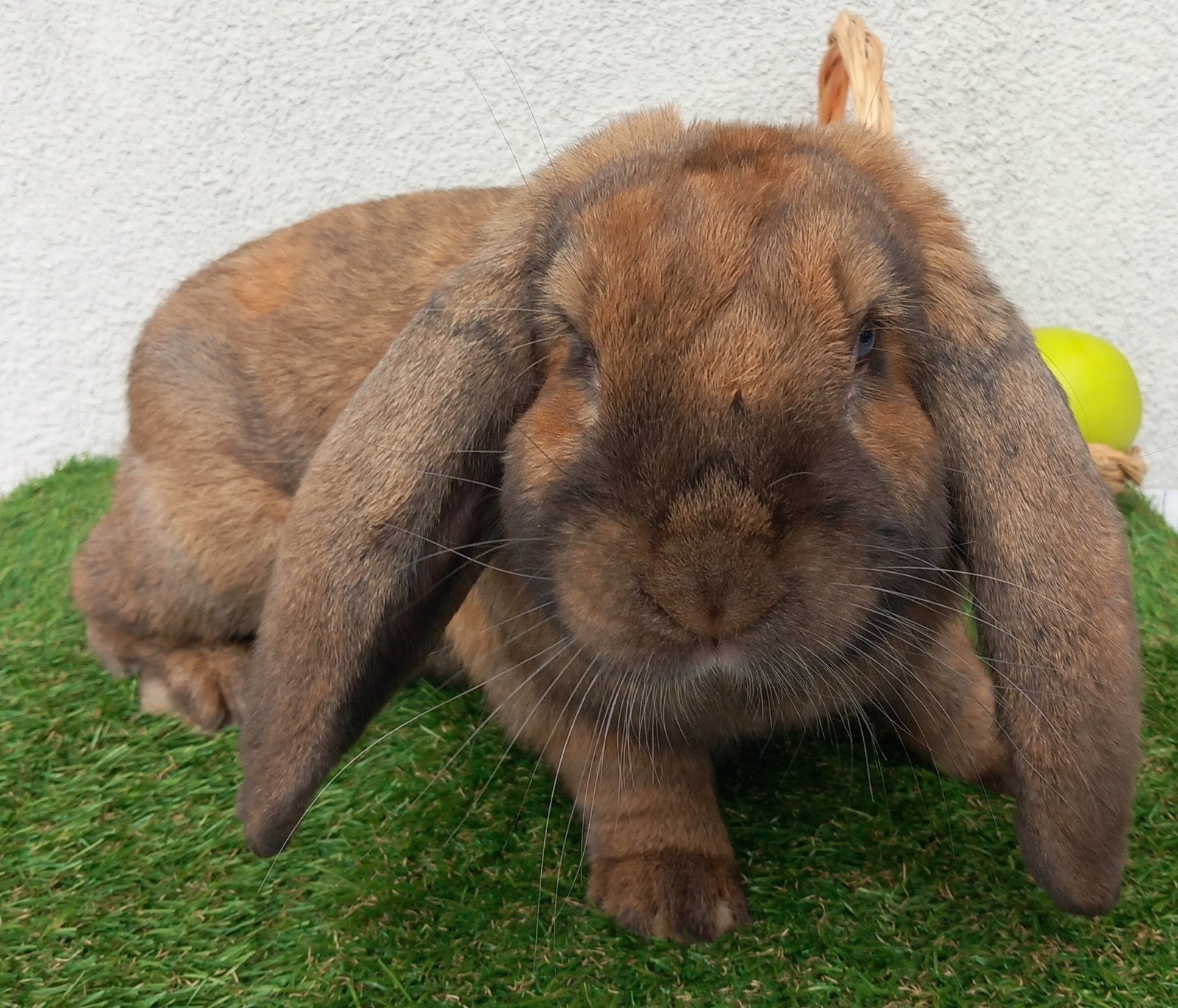 Franse hangoor ram, Mannelijk, Groot, Hangoor, 0 tot 2 jaar