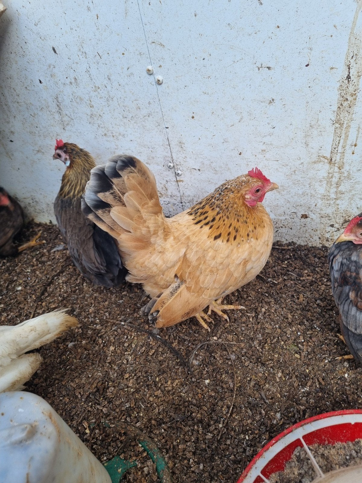 trio Serama, Meerdere dieren, Kip