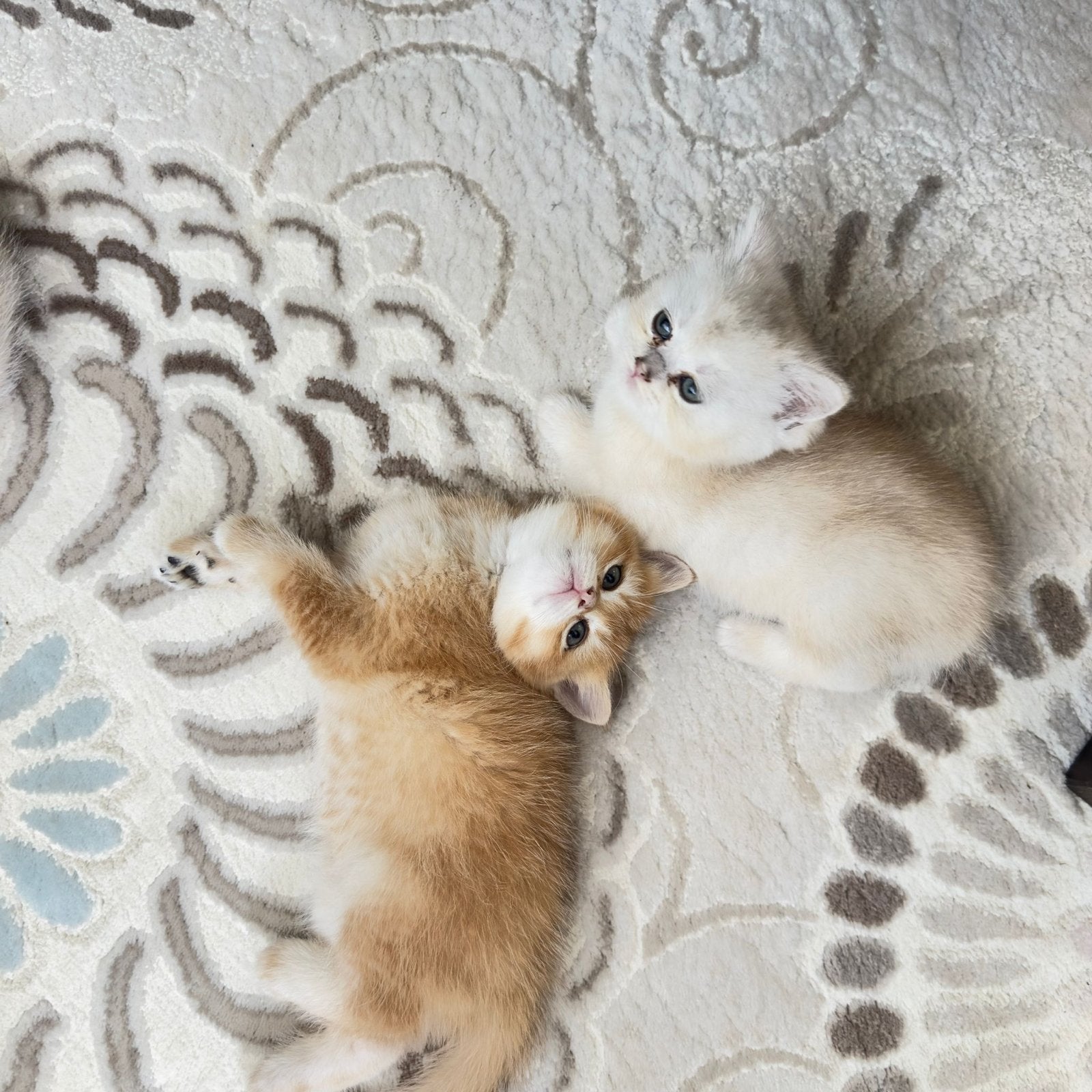 Golden shaded Britse korthaar kittens, Meerdere dieren