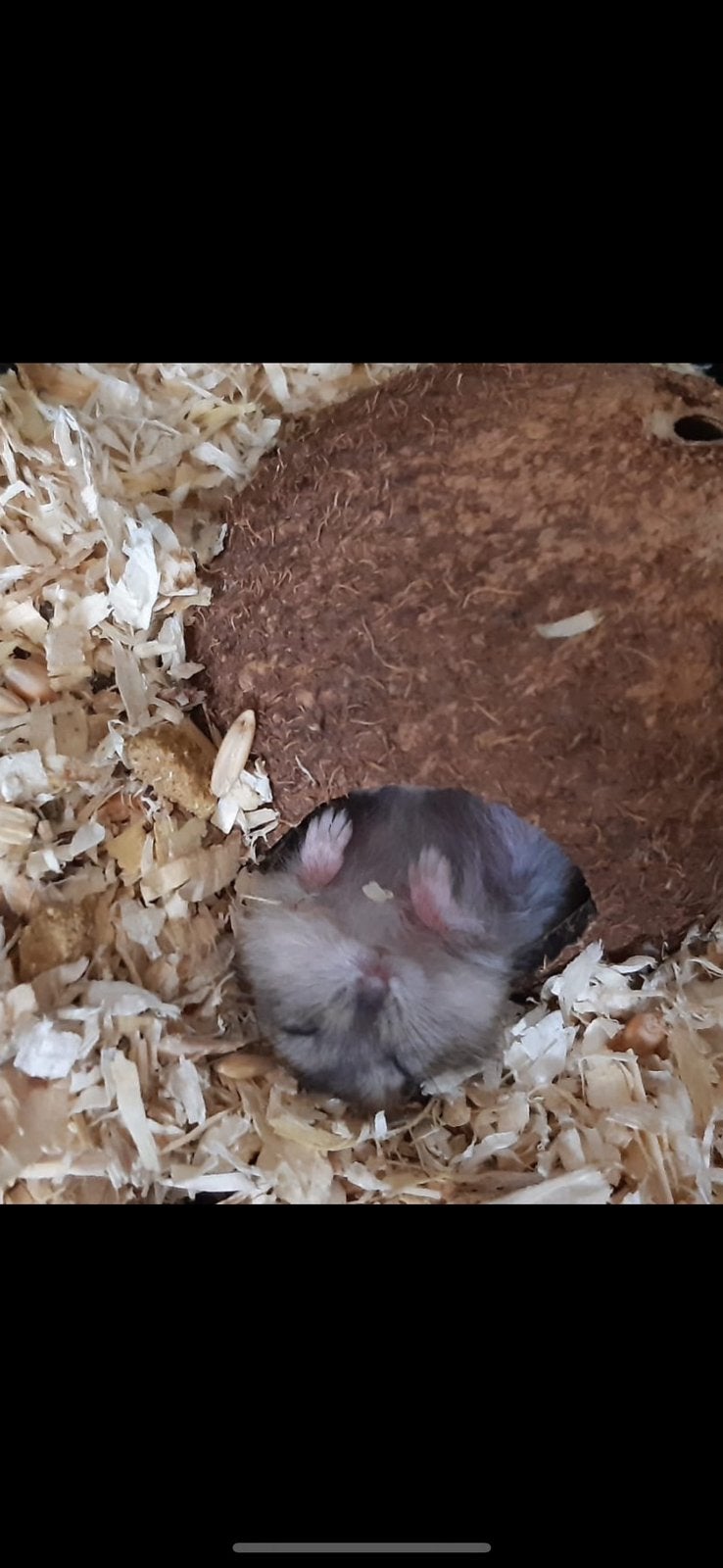 Lieve dwerghamsters, Hamster, Juni, Meerdere dieren, Tam