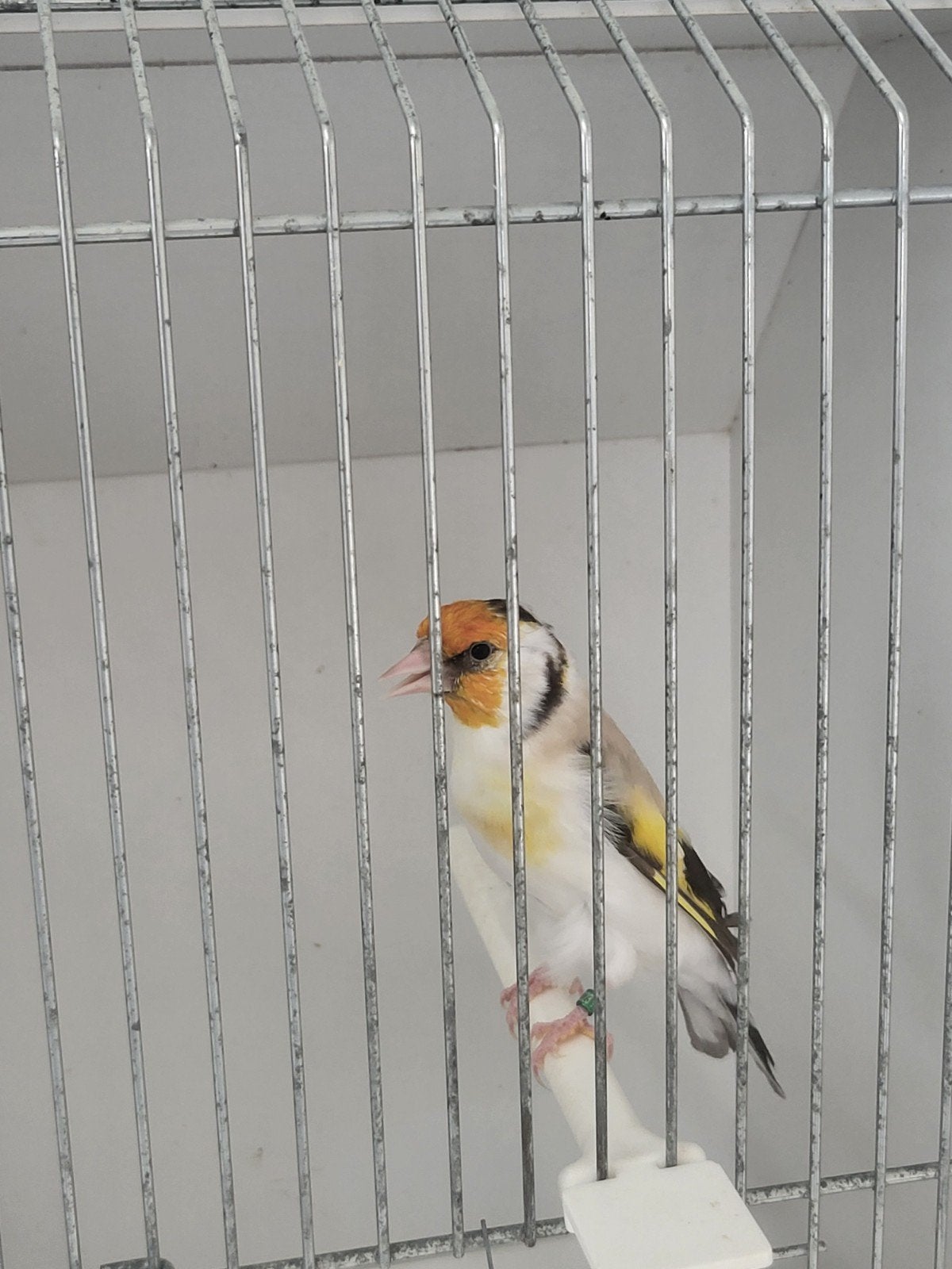 majoor putters eumo koppel, Meerdere dieren, Wildzangvogel