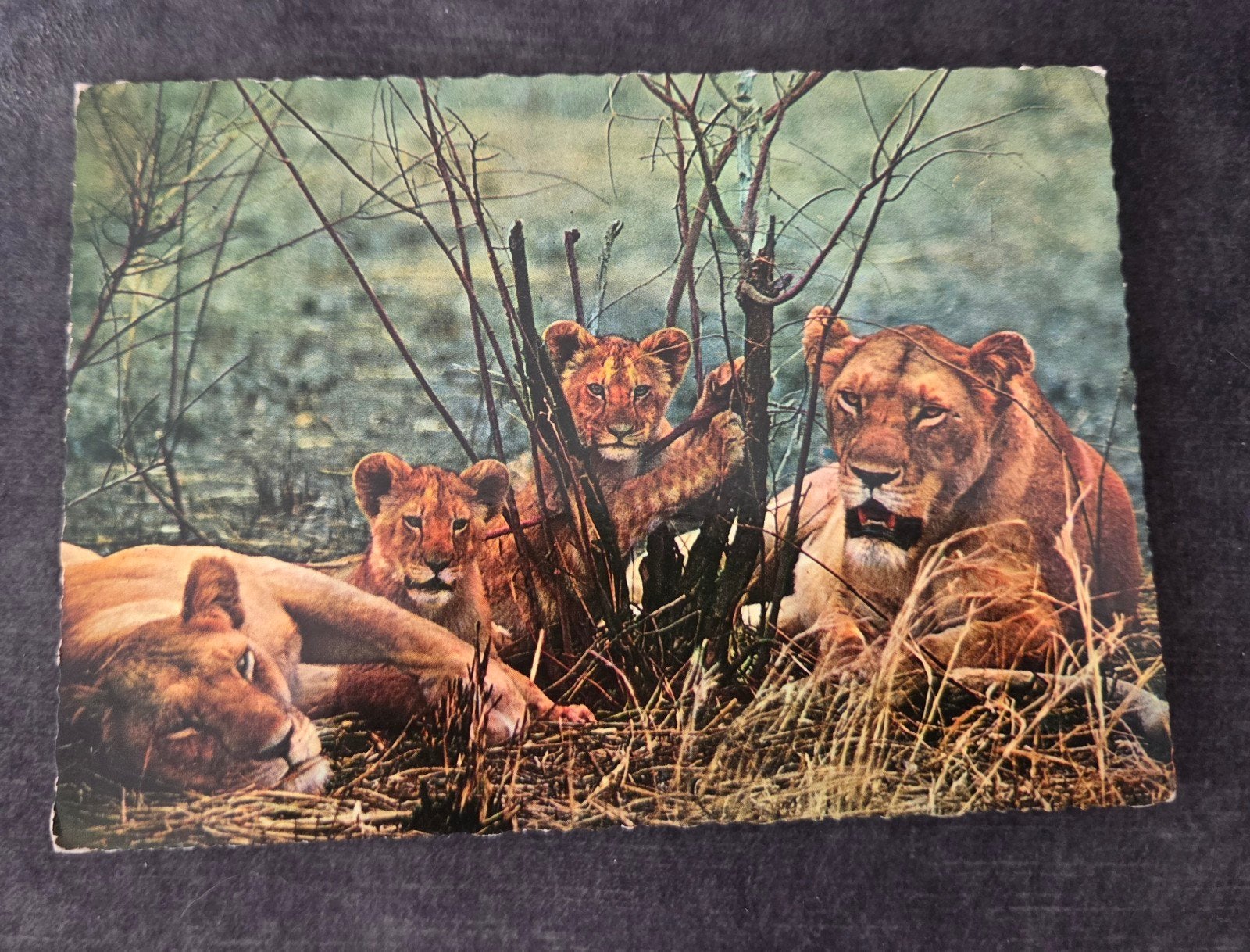 Oude ansichtkaart leeuwen met jongen, Verzenden, 1960 tot 1980, Gelopen, Wild dier