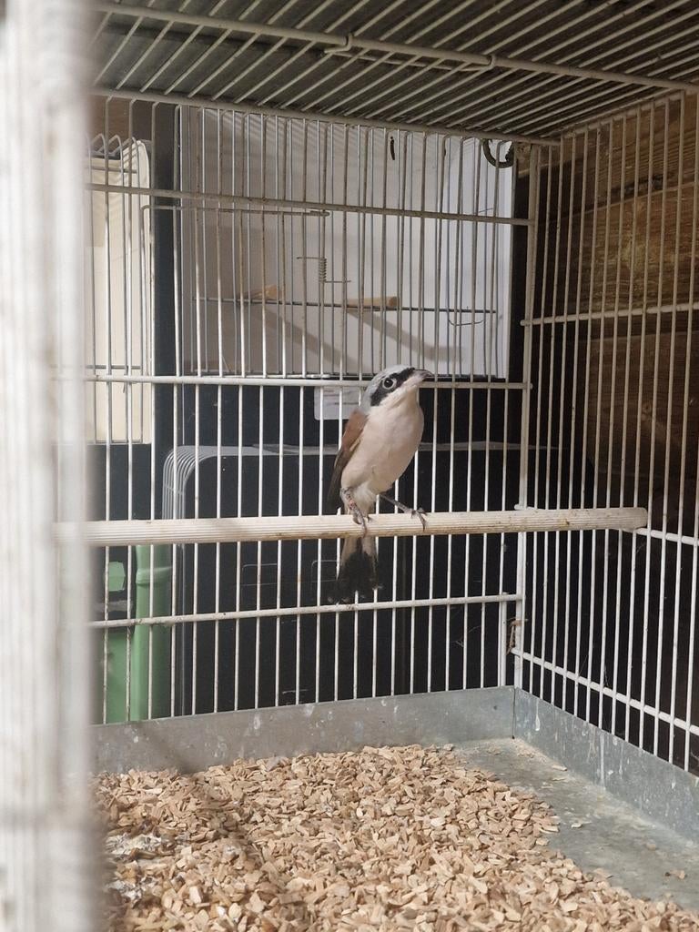 Gezocht grauwe klauwier man, Dieren en Toebehoren, Vogels | Overige Vogels, Mannelijk, Wildzangvogel, Geringd