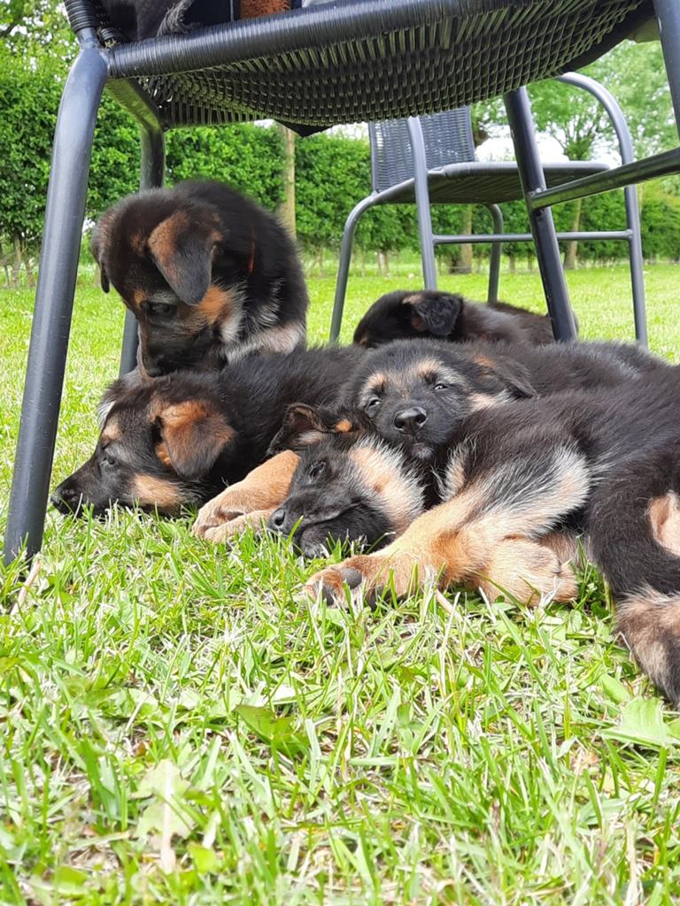 Duitse herder pups, Dieren en Toebehoren, Honden | Herdershonden en Veedrijvers, 8 tot 15 weken, Meerdere, Meerdere dieren, Herder