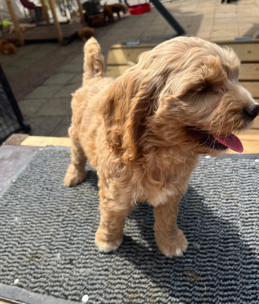 Exclusieve Amerikaanse Cockapoo pups, Dieren en Toebehoren, Parvo, Overige rassen, 8 tot 15 weken, Meerdere