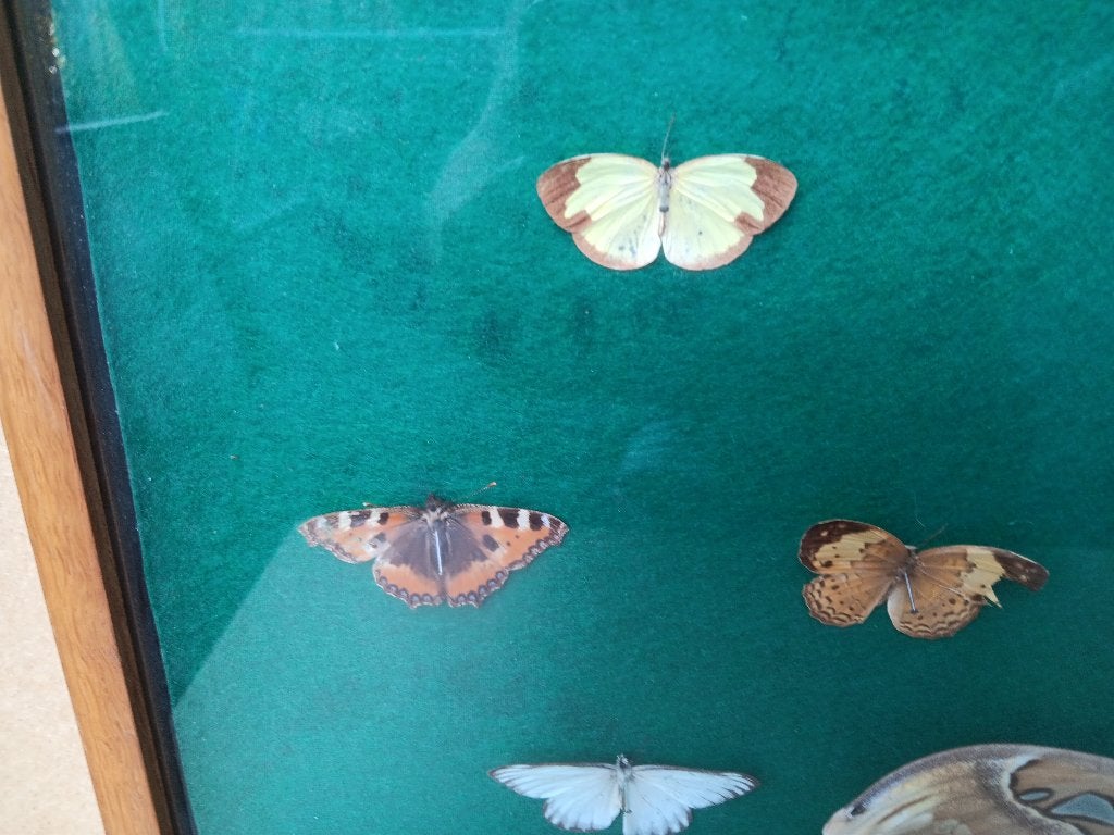 Vlinderkast met o.a. grote Atlasvlinder, Verzamelen, Ophalen of Verzenden, Gebruikt, Insect, Opgezet dier
