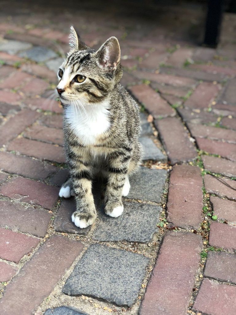 Kittens, Kater, Kortharig, 0 tot 2 jaar