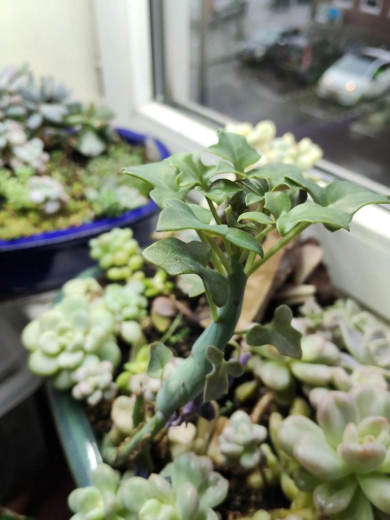Senecio articulatus Candle Plant succulent cuttings, Huis en Inrichting, Vetplant, Ophalen of Verzenden, In pot, Minder dan 100 cm