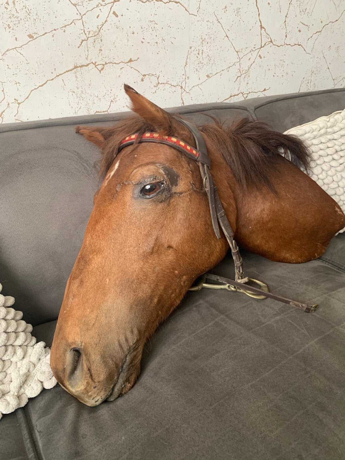 Opgezet paardenhoofd taxidermie, Ophalen, Wild dier, Opgezet dier