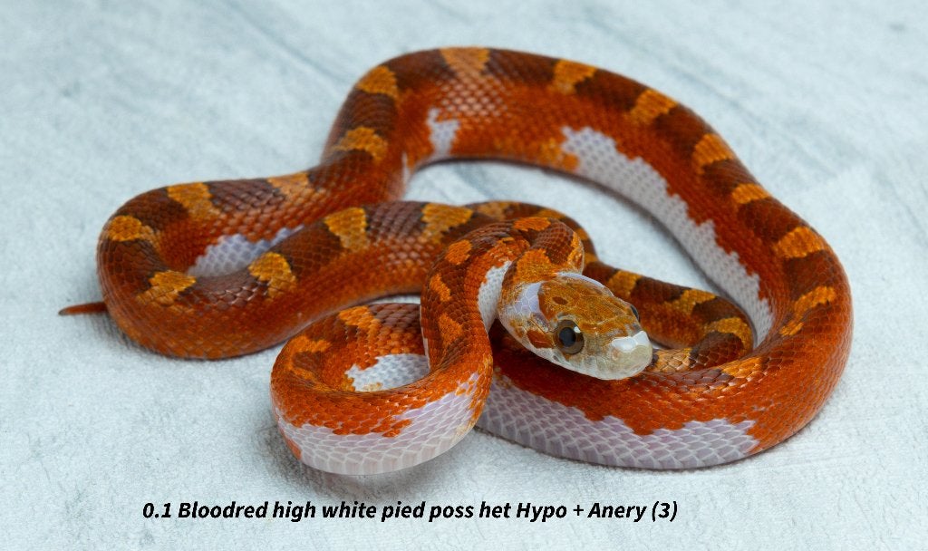 Top kwaliteit NK2026 Piedsided rattenslangen. Rat Snake photo 2
