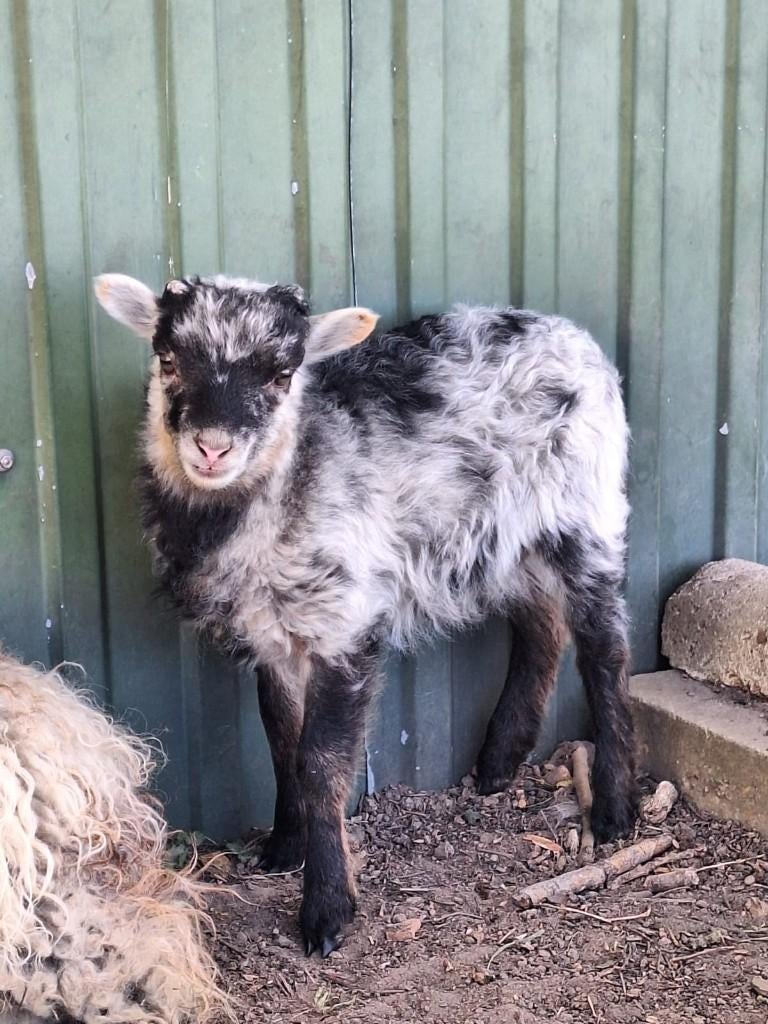 ouessant/quessant rammetjes, Dieren en Toebehoren, Mannelijk, Schaap, 0 tot 2 jaar