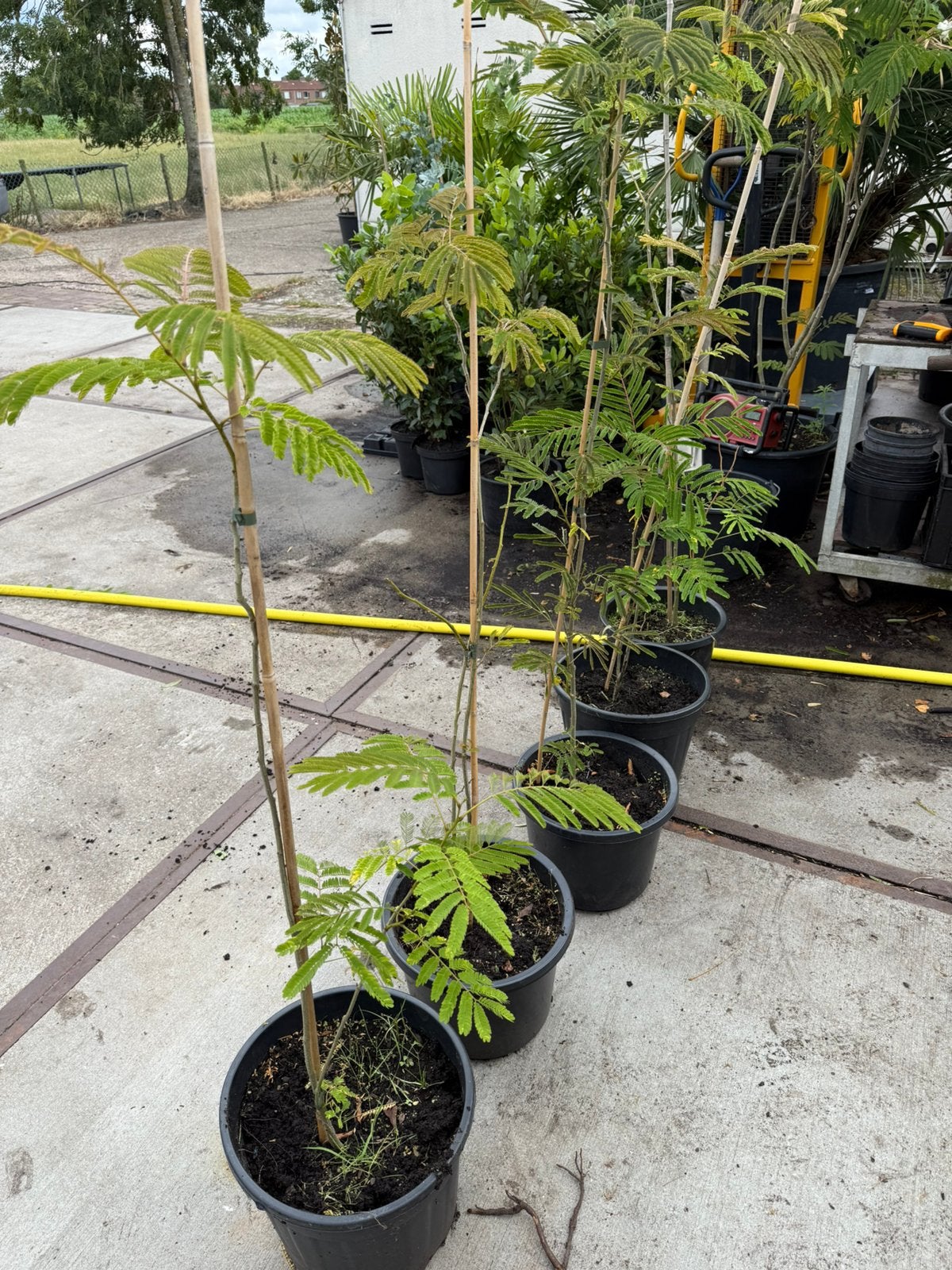 Jonge slaap boompjes goed geworteld grote pot nu  aanbieding, Volle zon, Vaste plant, Zomer, Ophalen