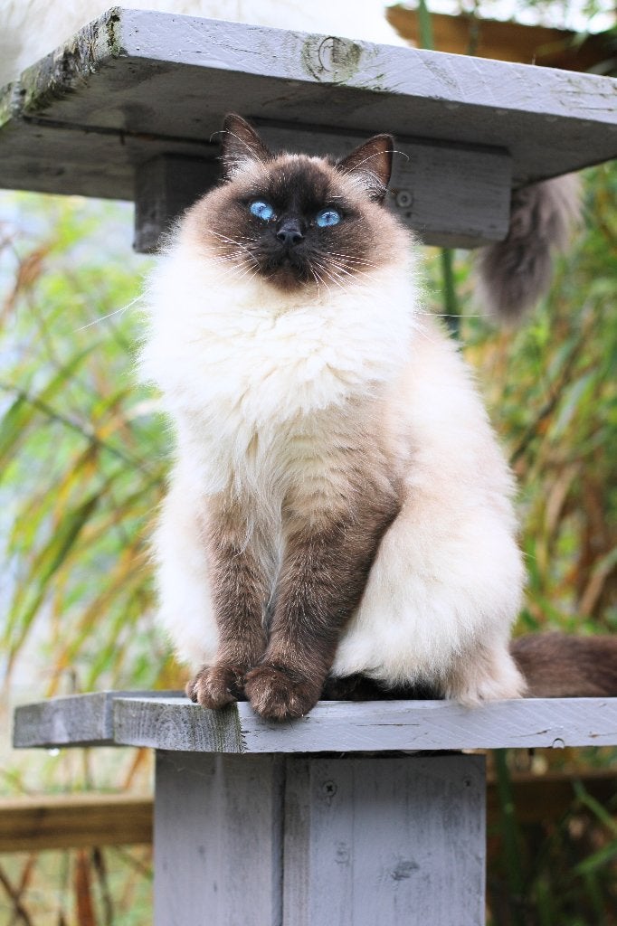 Ragdoll Herplaatser, Dieren en Toebehoren, Katten en Kittens | Raskatten | Langhaar, Poes, Met stamboom, 3 tot 5 jaar