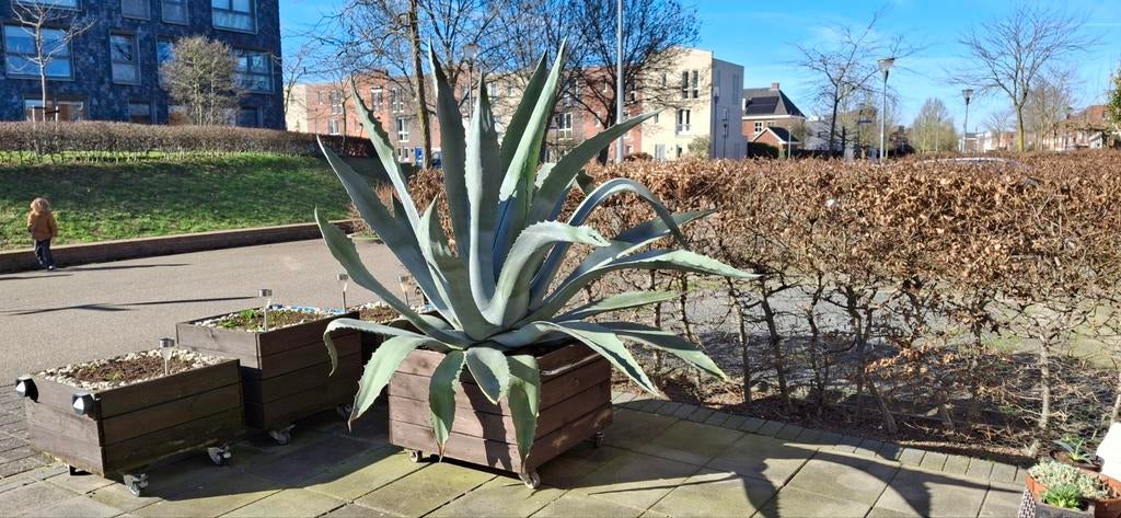 Gigant Blue Agave, Eén persoon, Overige typen