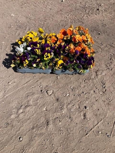 violenplantjes 24 stuks, Tuin en Terras, Volle zon, Eenjarig, Lente, Ophalen