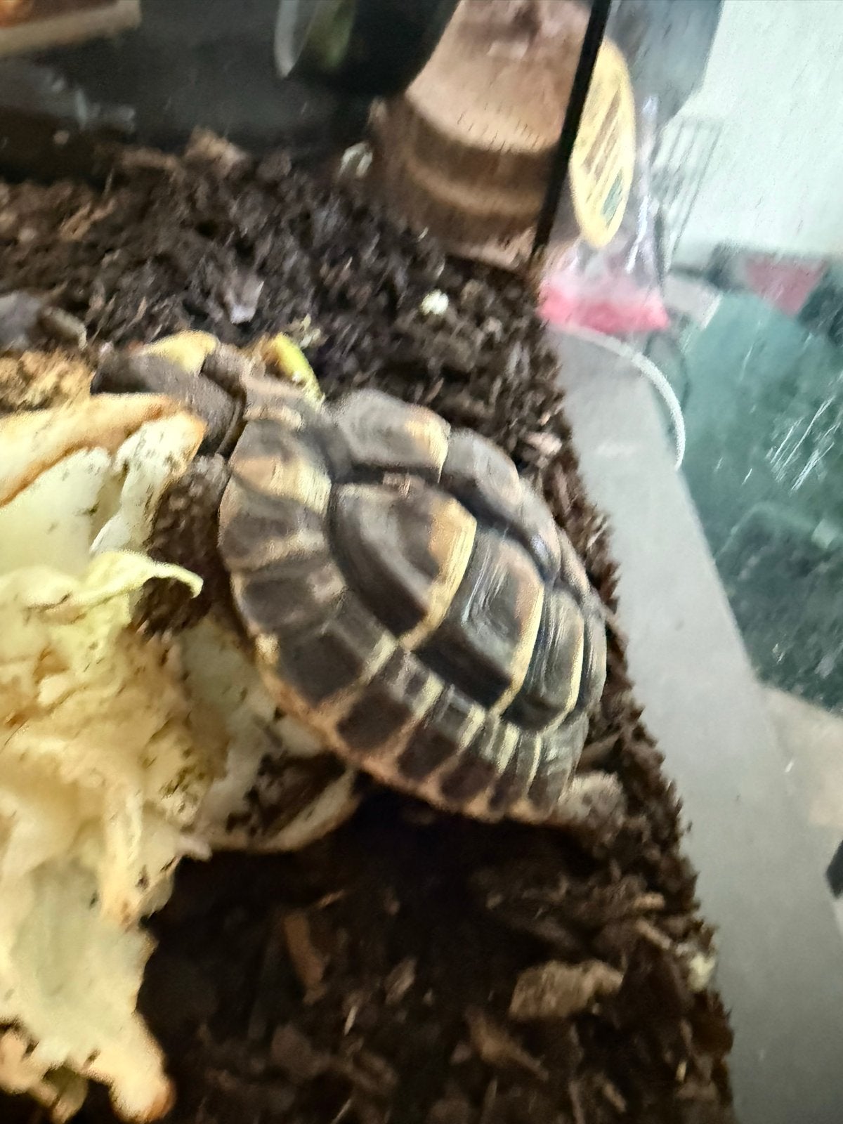 Te koop: 4 Griekse landschildpadjes Tortoise photo 3