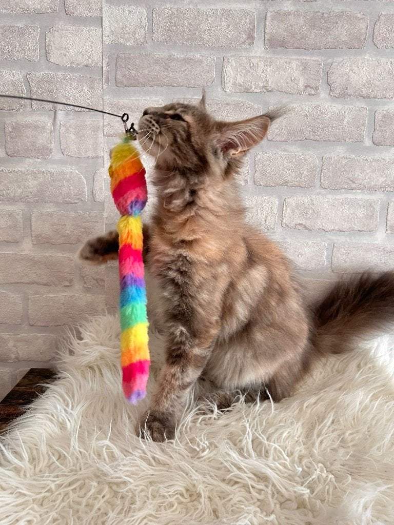 Maincoon kitten met 2 jaar schriftelijke garantie!, Poes, Met stamboom, 0 tot 2 jaar