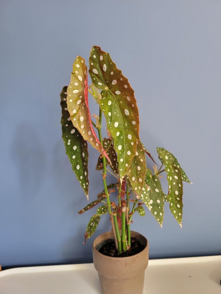 Begonia Maculata - Polkadot Begonia in pot, Overige soorten, In pot, Minder dan 100 cm, Groene kamerplant