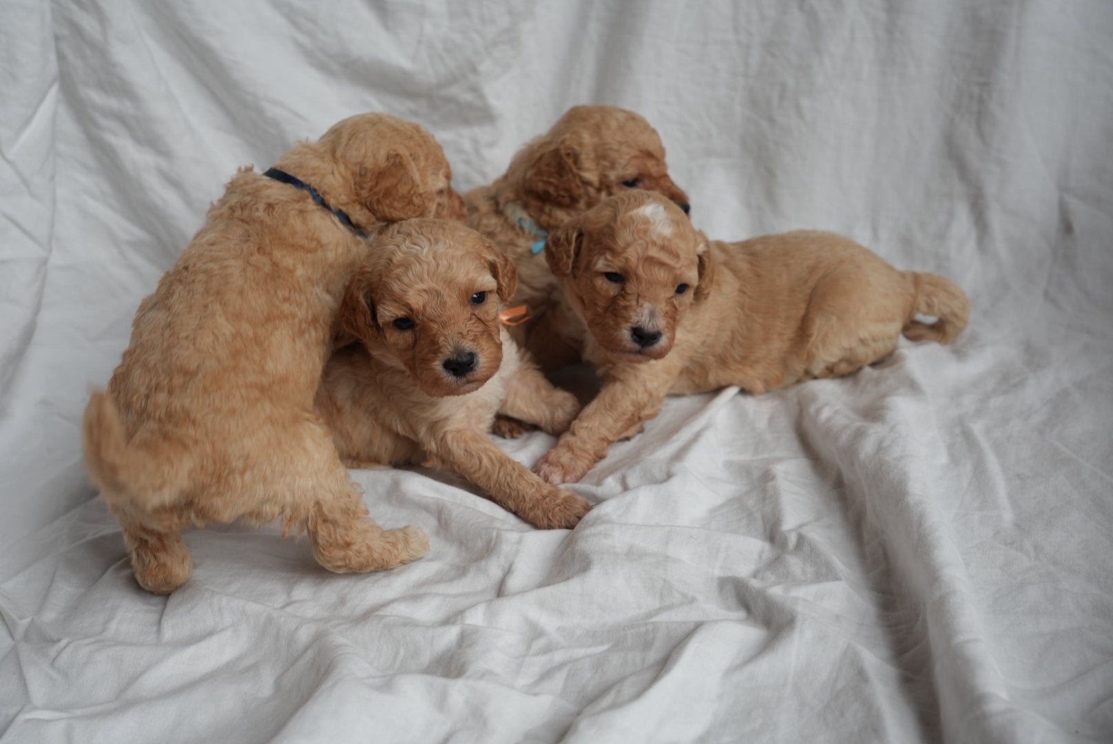 Pups kruising tussen dwegpoedel en labra doodle, Dieren en Toebehoren, Honden | Chihuahua's en Gezelschapshonden, Overige rassen