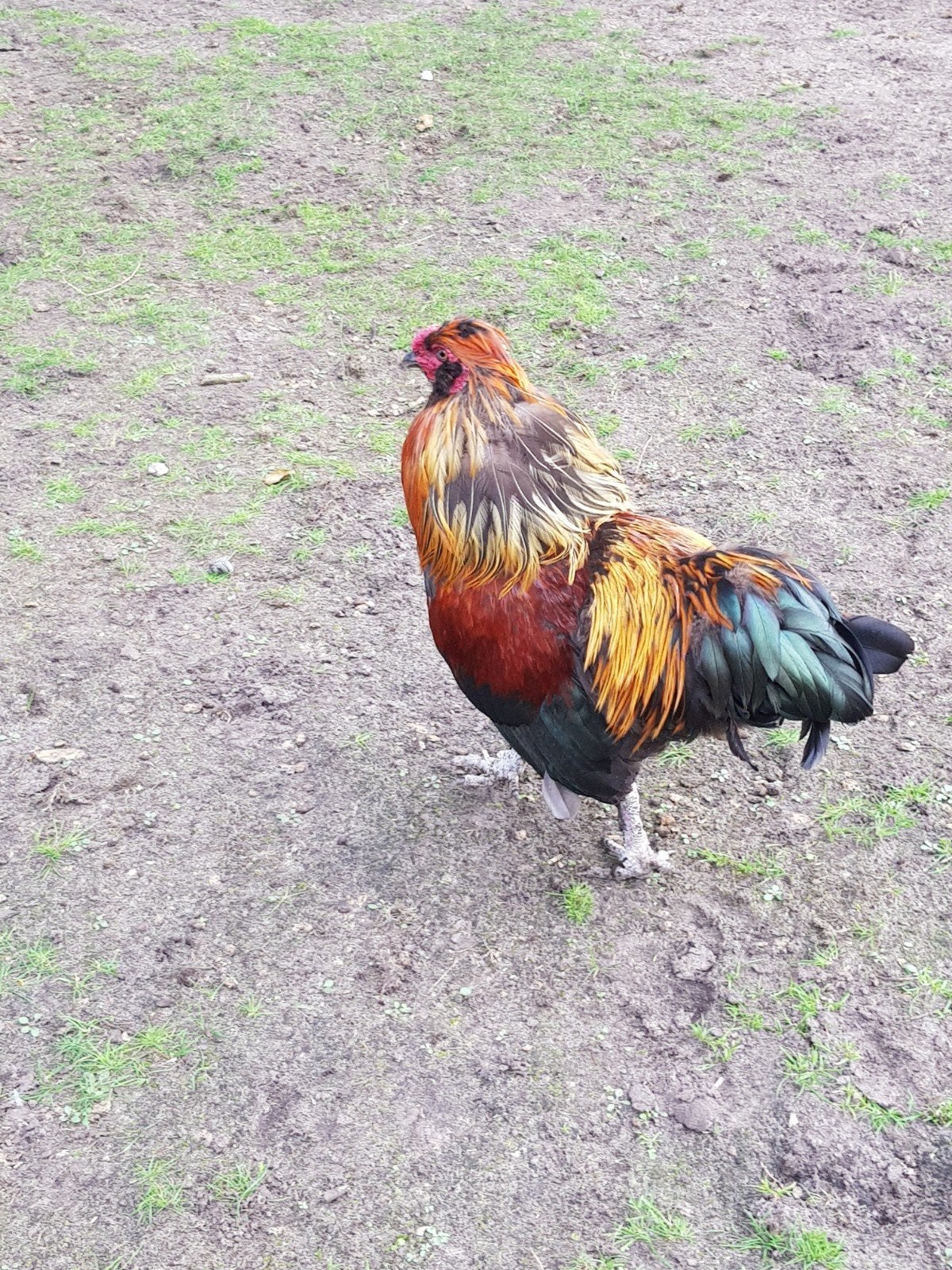 goed huisje gezocht voor deze haan, Dieren en Toebehoren, Mannelijk, Kip