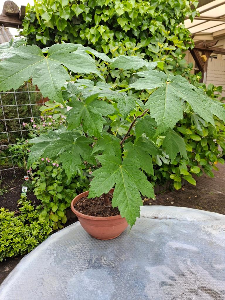 Bonsai boompje, Ophalen, Overige soorten, Halfschaduw