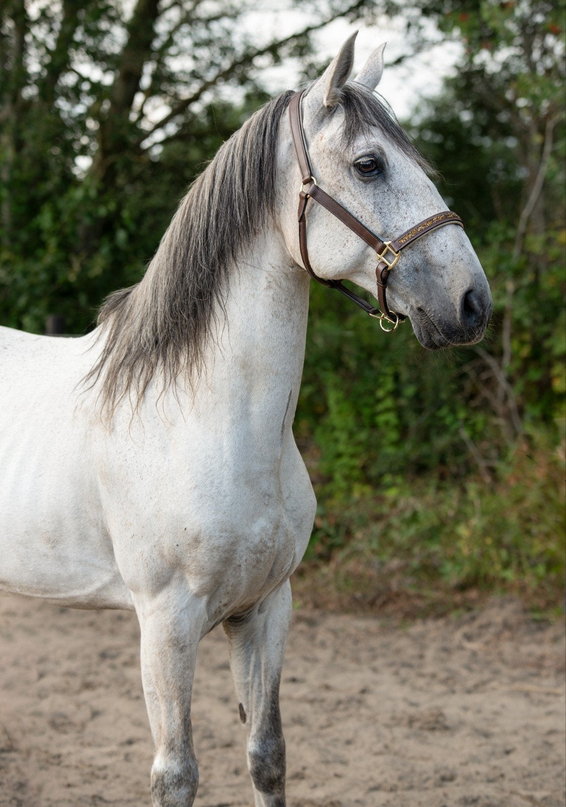 super brave schimmel ruin, Dieren en Toebehoren, Met stamboom, Ruin, L, 160 tot 165 cm