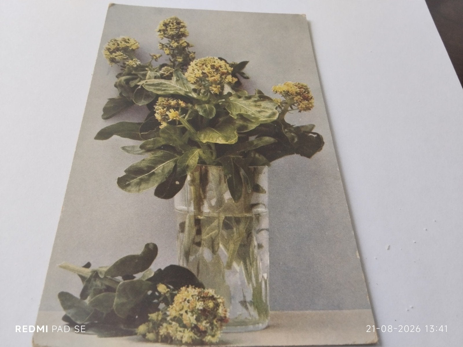 Vintage Ansichtkaart: Bloemen in Vaas - Natuurfoto, Ophalen of Verzenden, 1940 tot 1960, Ongelopen, Natuur