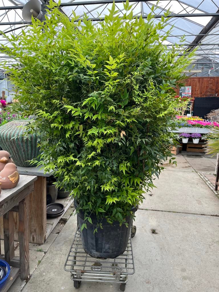 Nandina Domestica - Hemelse Bamboe, Tuin en Terras, Planten | Tuinplanten, Overige soorten, Volle zon, Vaste plant, Ophalen of Verzenden
