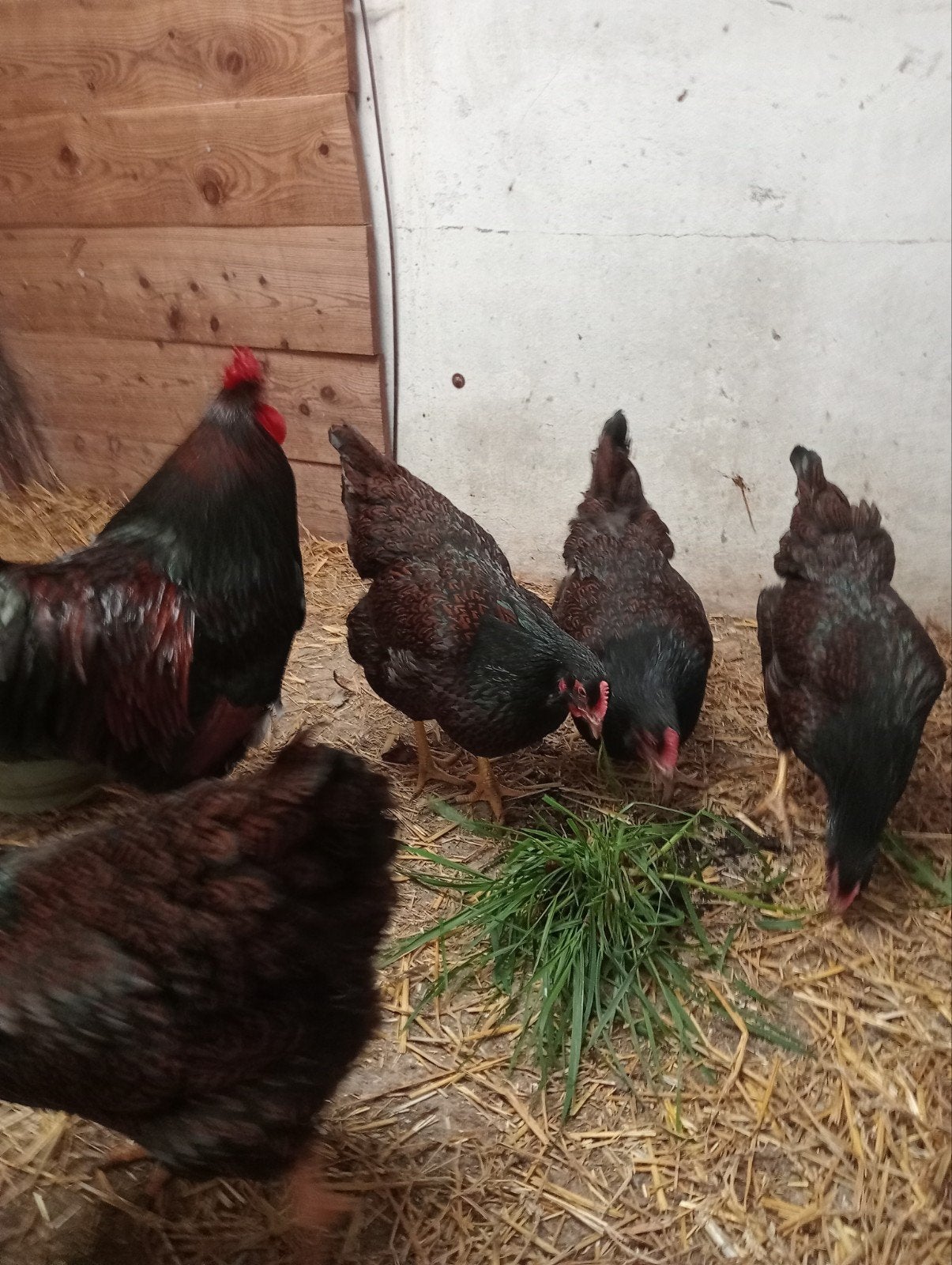 Broedeieren Barnevelder groot, Dieren en Toebehoren, Geslacht onbekend, Kip