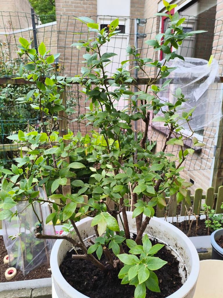 Blauwe bessen plant, Ophalen, Minder dan 100 cm, Overige soorten, Lente