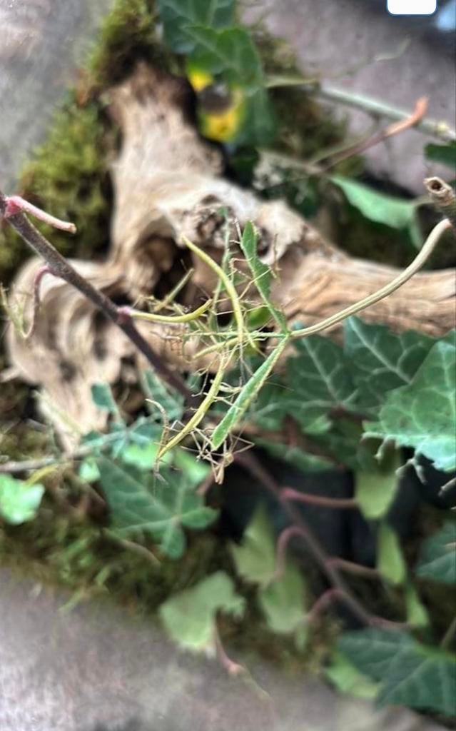 Indische wandelende takken, Wandelende tak