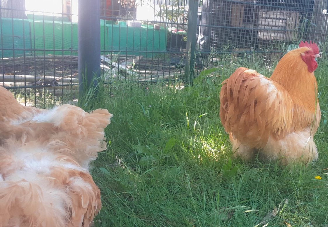 Orpington hen en haan, Meerdere dieren, Kip