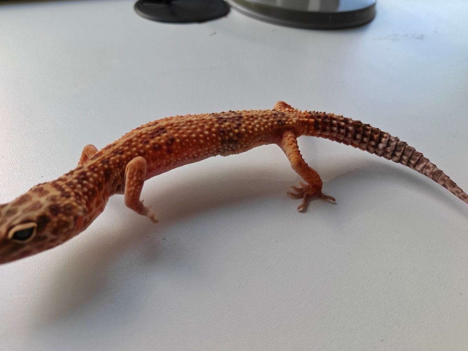 Mooie oranje Tangerine luipaardgekko te koop Leopard Gecko photo 3
