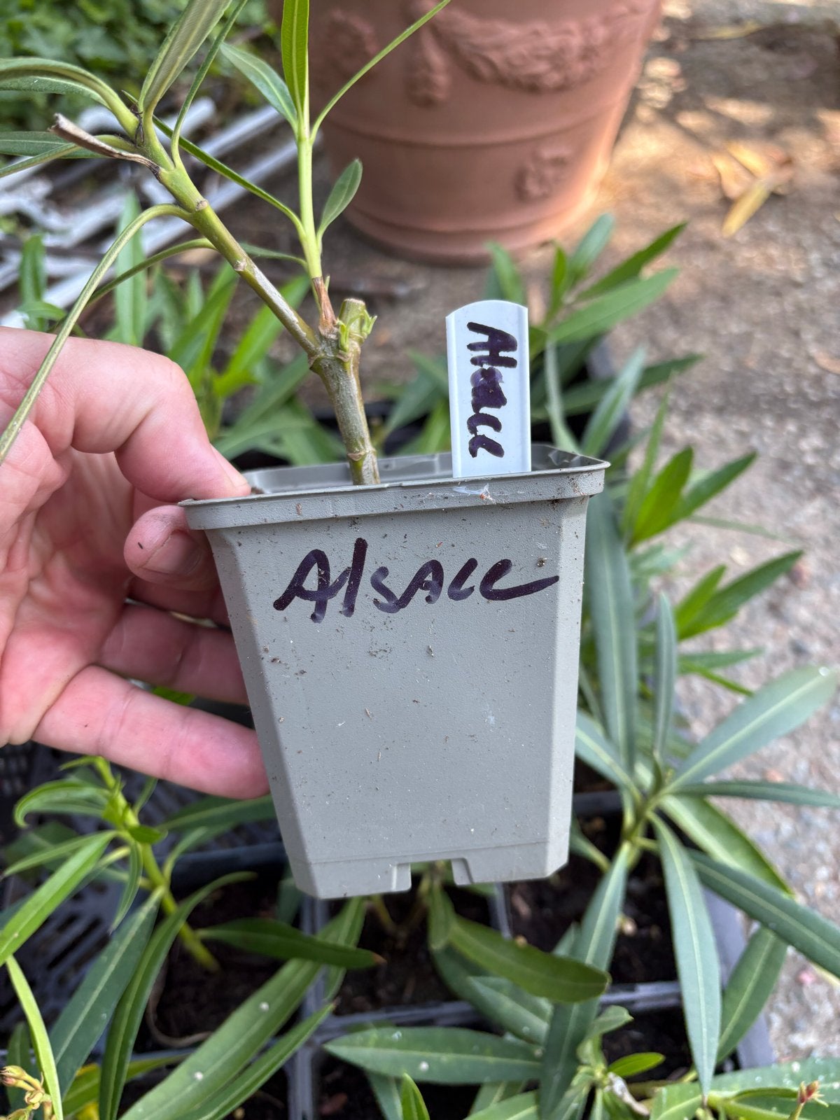 Nieuwe Oleander planten - Diverse kleuren beschikbaar, Tuin en Terras, Planten | Tuinplanten, Vaste plant, Overige soorten, Volle zon