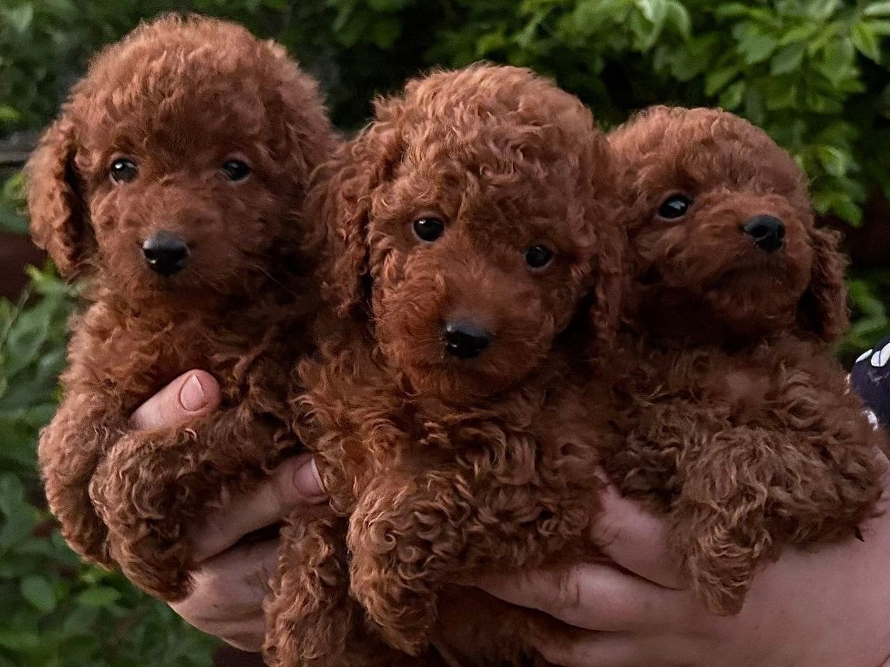 Tiny Toy Poedel babies zoeken een liefdevol thuis, Dieren en Toebehoren, Poedel, Particulier, 15 weken tot 1 jaar, Buitenland