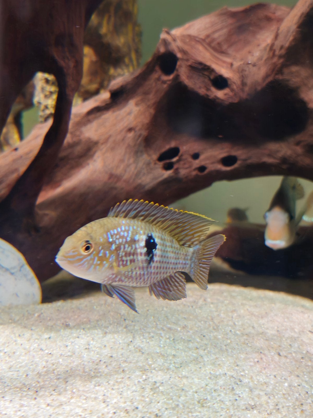 Kruising tussen Gold Saum en Electric Blue Acara, Dieren en Toebehoren, Vissen | Aquariumvissen, Vis, Zoetwatervis