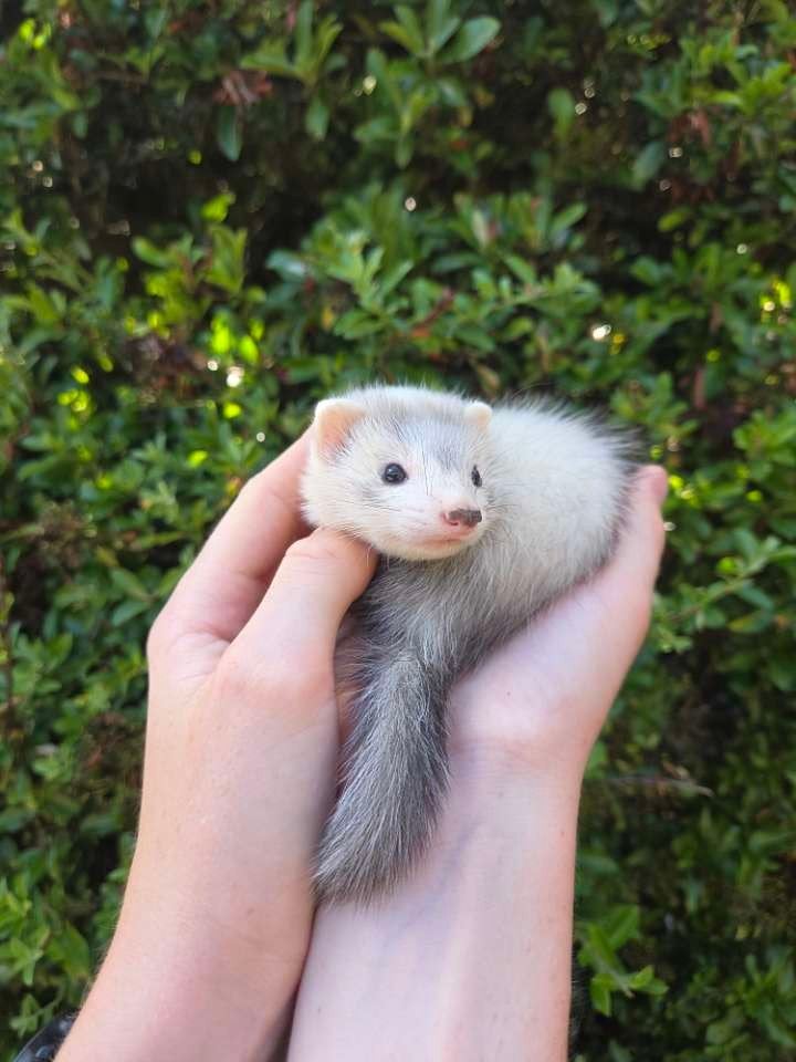 Frettenpups meteen beschikbaar (België), Dieren en Toebehoren, Fret, April, Meerdere dieren, Tam