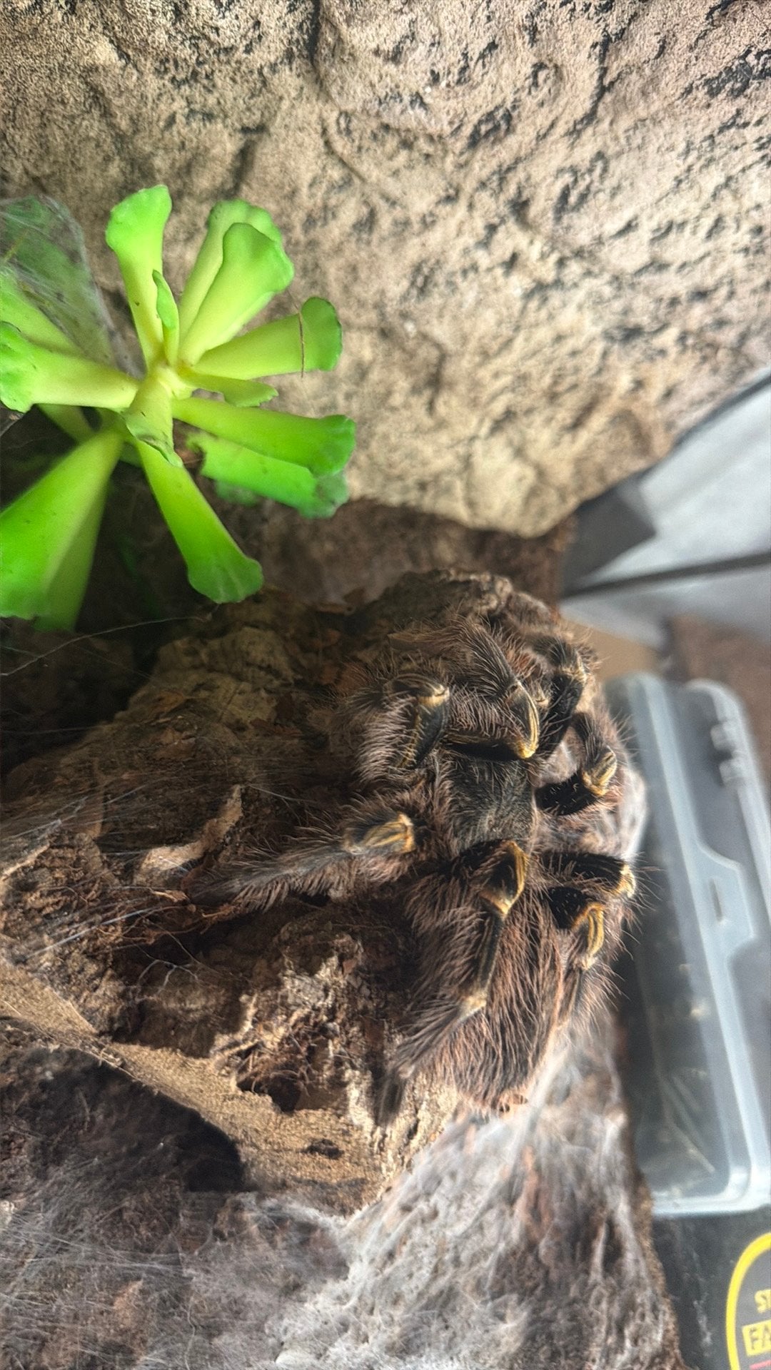 Grammostola pulchripes, Dieren en Toebehoren, Insecten en Spinnen, Spin of Schorpioen