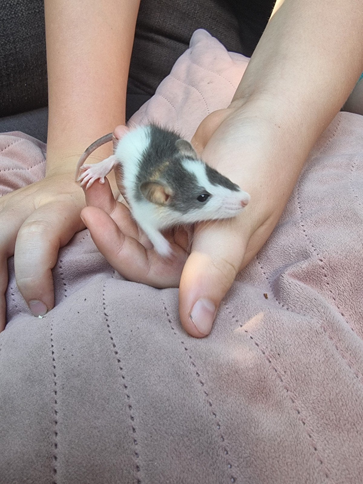 Het laaste lieve vrouwelijke dumbo ritten, Dieren en Toebehoren, Rat, Juni, Meerdere dieren, Tam