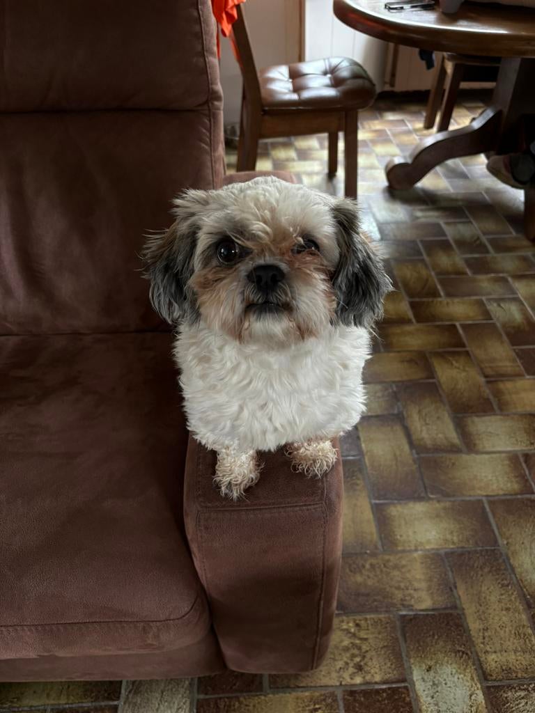 boomer hond, Dieren en Toebehoren, Parvo, Eén hond, 3 tot 5 jaar, Nederland